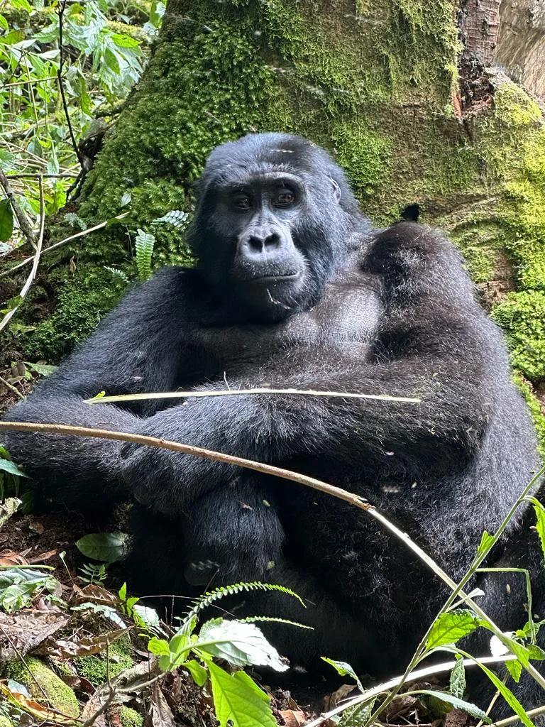 Voyage sur mesure Ouganda