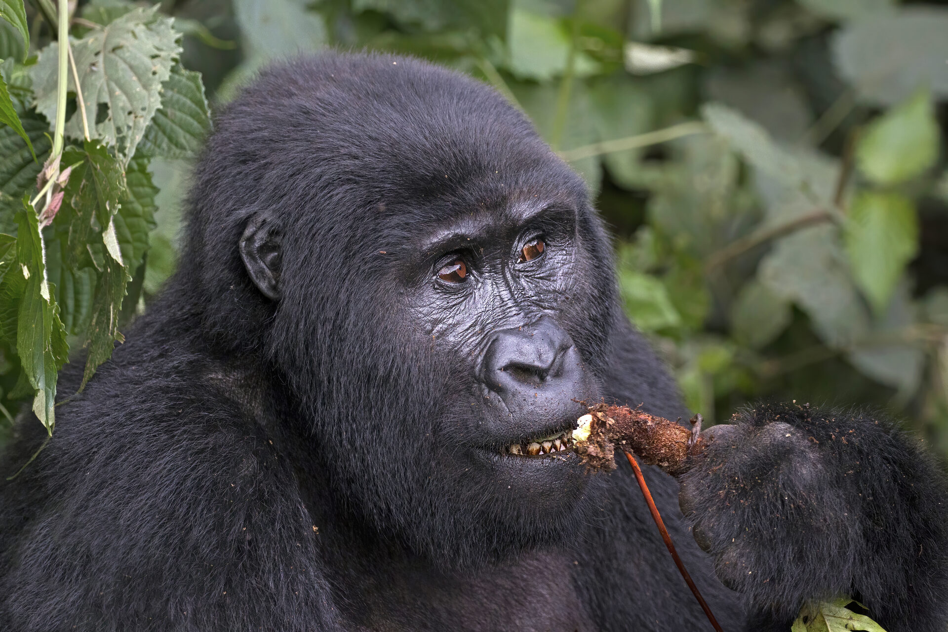 Voyage sur mesure Ouganda
