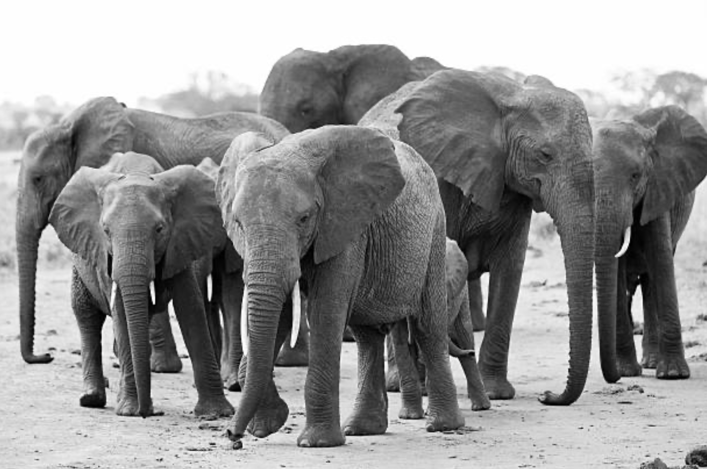Troupeau d'éléphants en file indienne dans le désert namibien