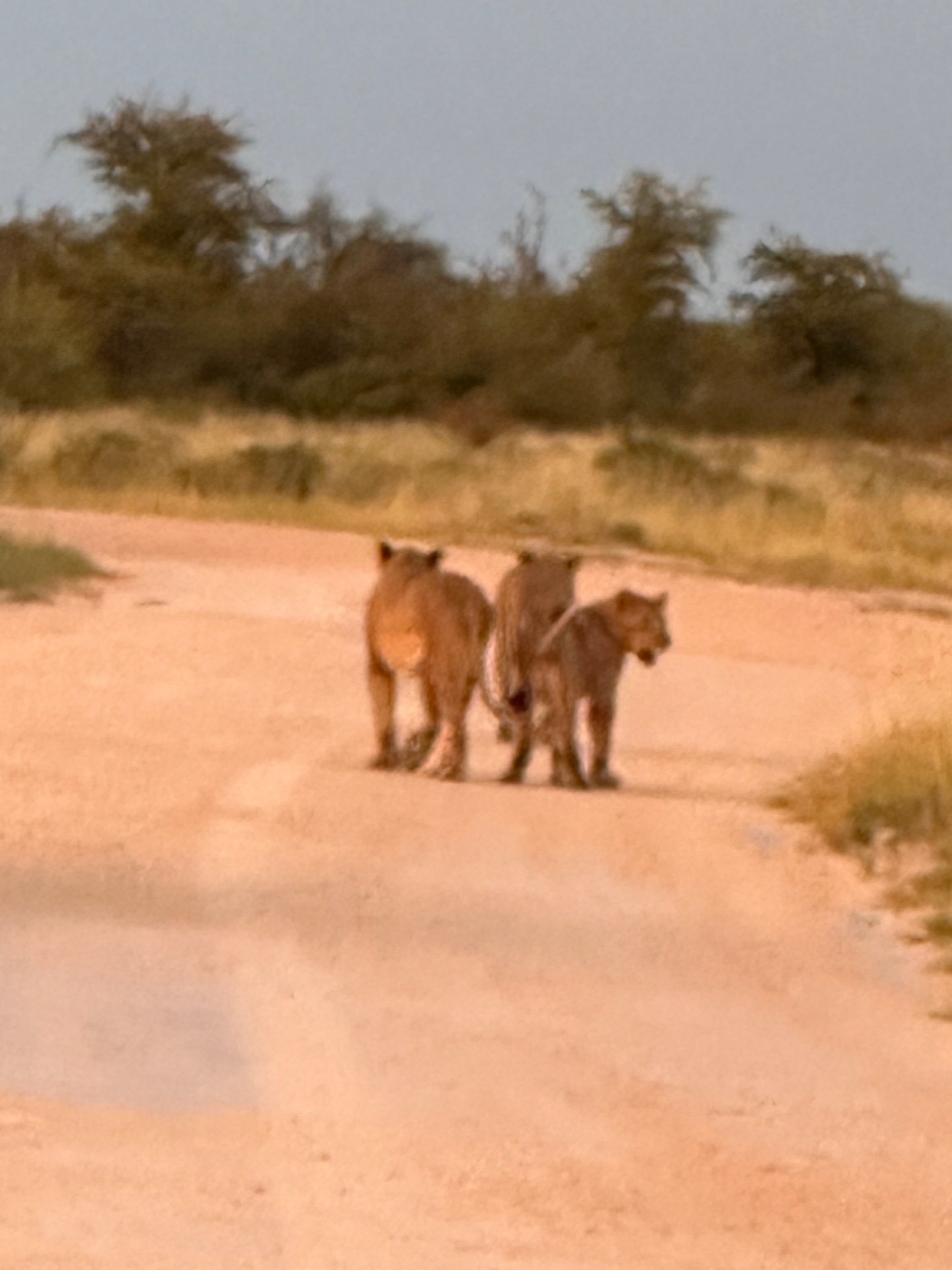 Etosha Etosha Namibie jour 11
