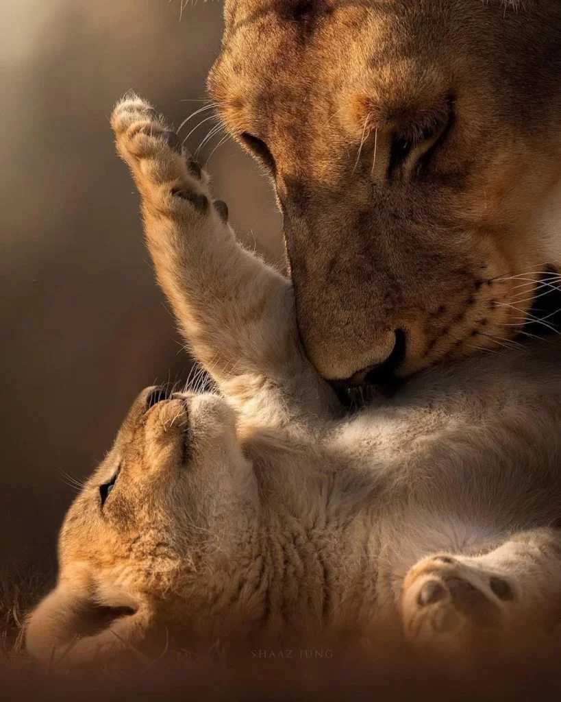 lion safari tanzanie afrique avec la voyagerie