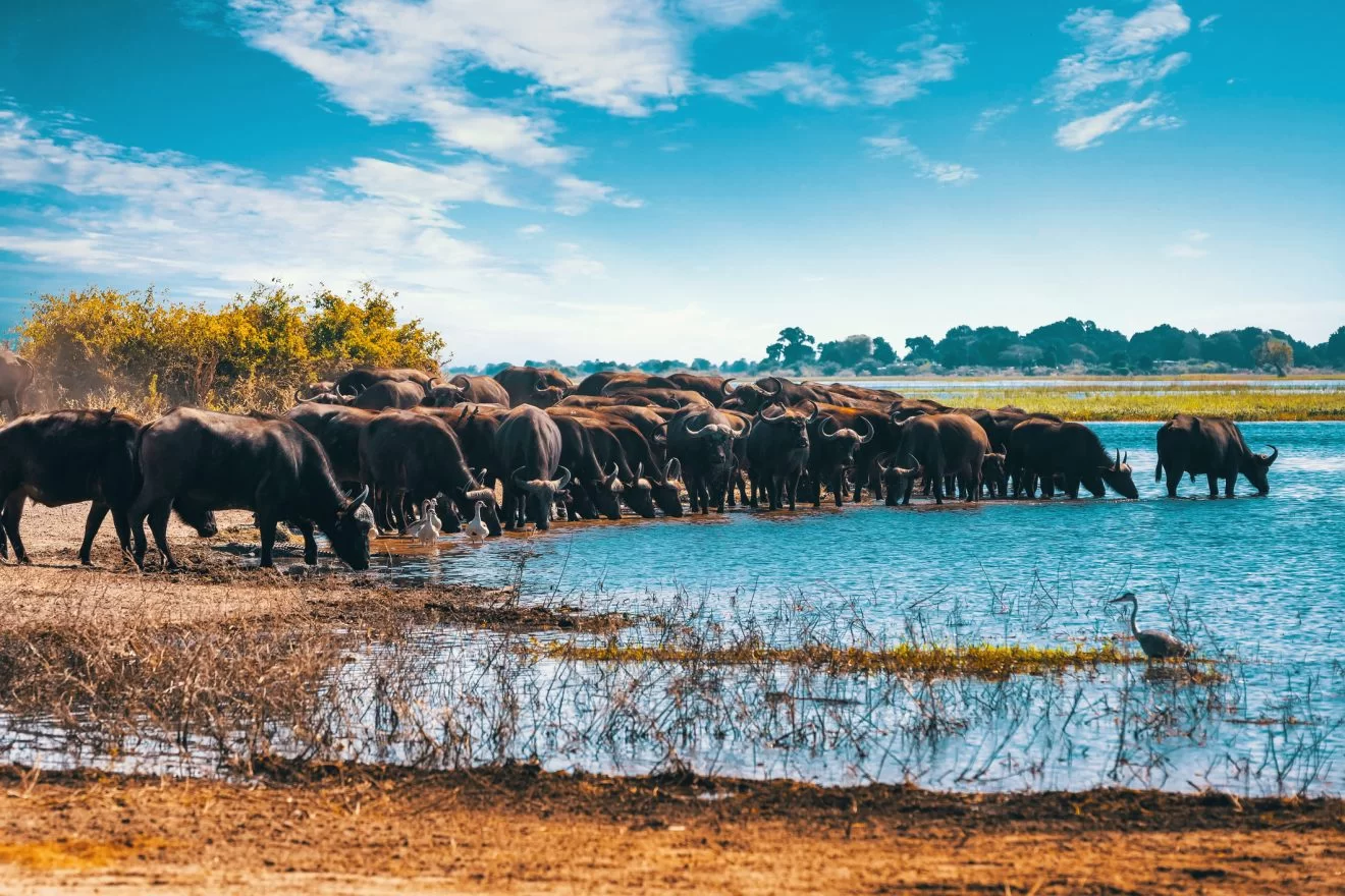 visiter chobe rivière botswana safari La Voyagerie