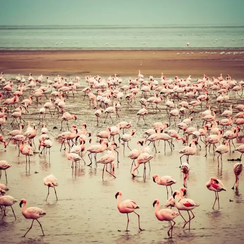 flamant rose namibie afrique la voyagerie