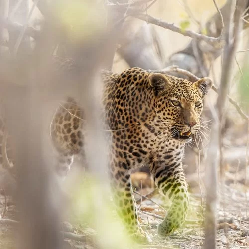 safari réserve moremi botswana voyage La Voyagerie