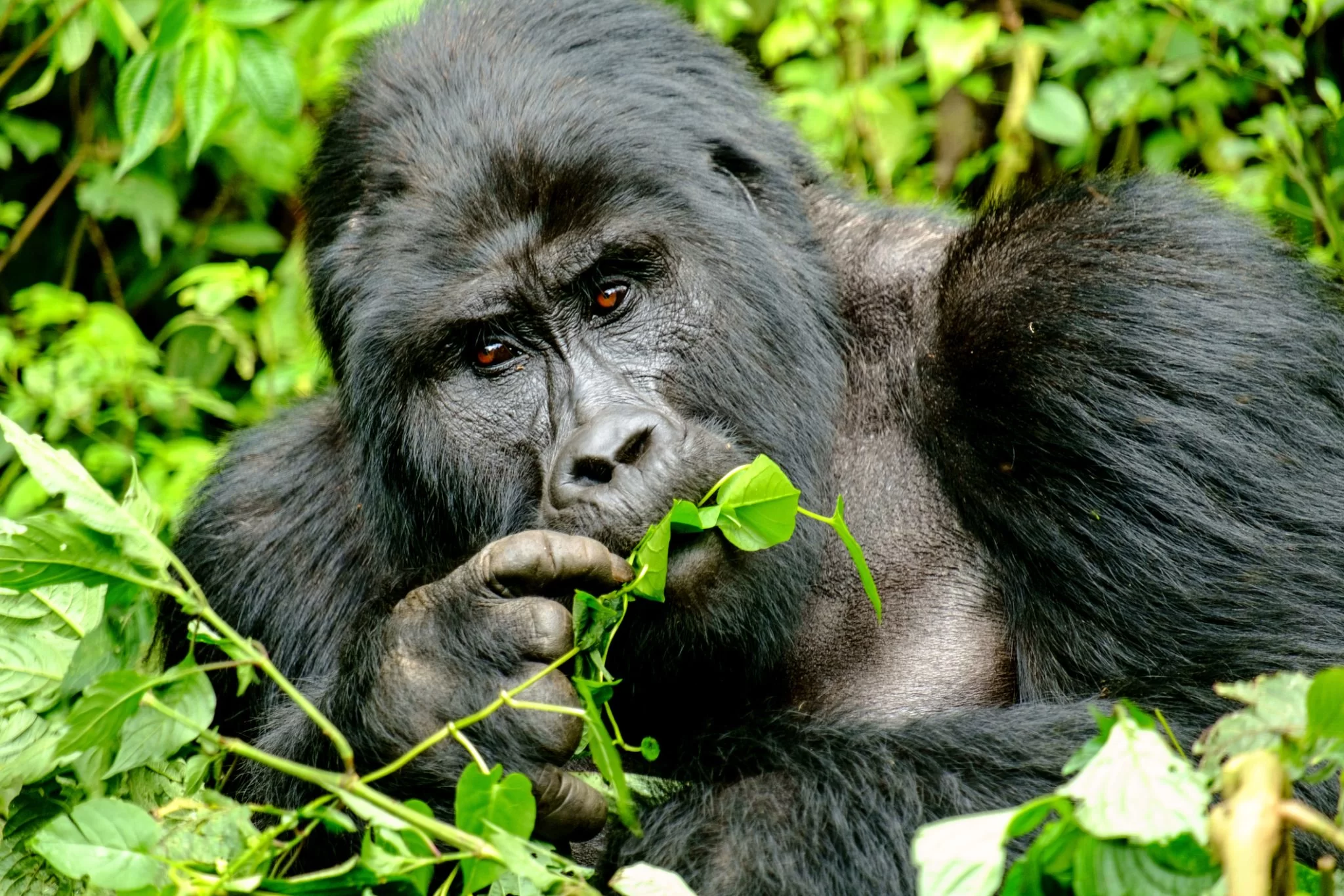 partez à l'aventure en ouganda avec La Voyagerie