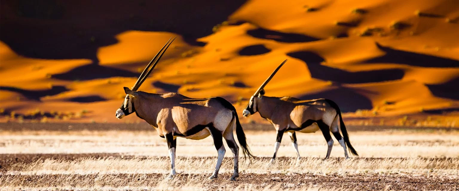 parc national etosha namibie afrique