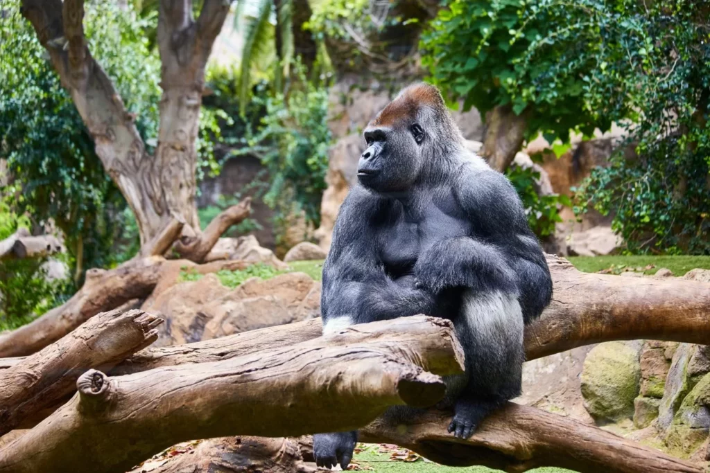 rencontre gorille ouganda afrique La Voyagerie