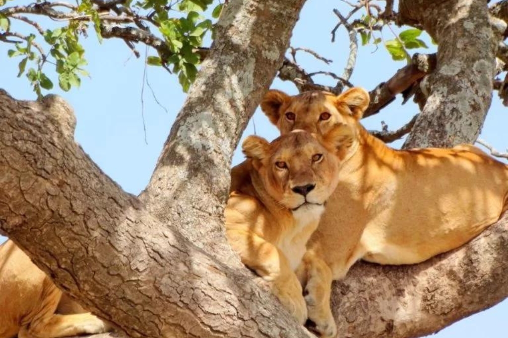 lion_safari_afrique_la-voyagerie