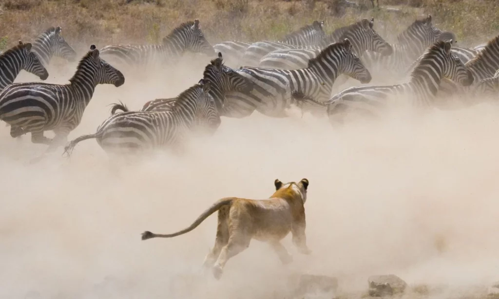 visiter serengeti tanzanie safari la grande migration a Voyagerie