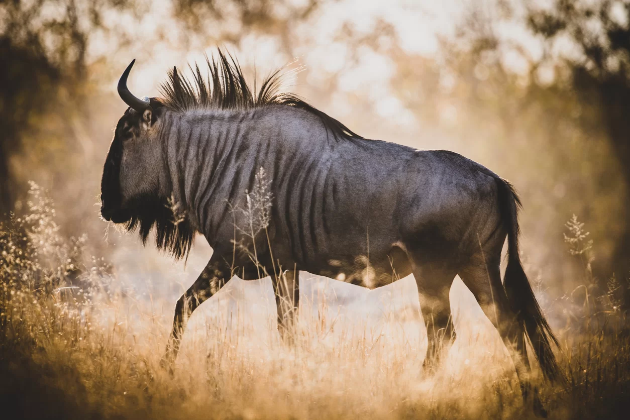 khwai river botswana LA Voyagerie