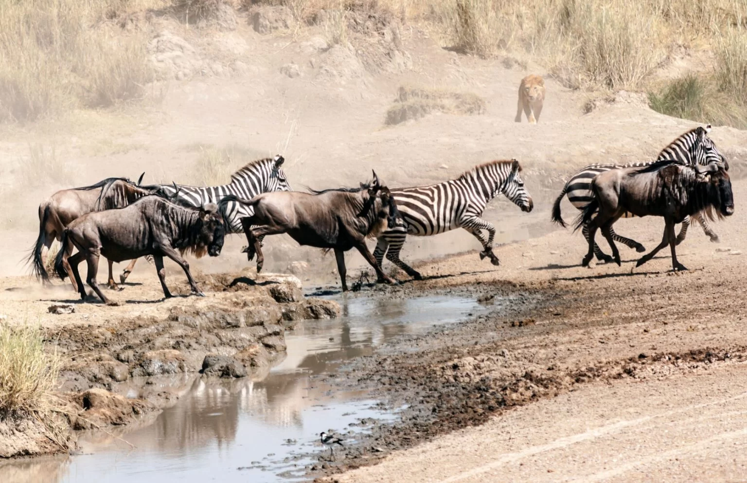 grande migration en tanzanie - La voyagerie