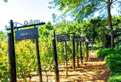 vignobles du cap afrique du sud avec agence de voyage La Voyagerie