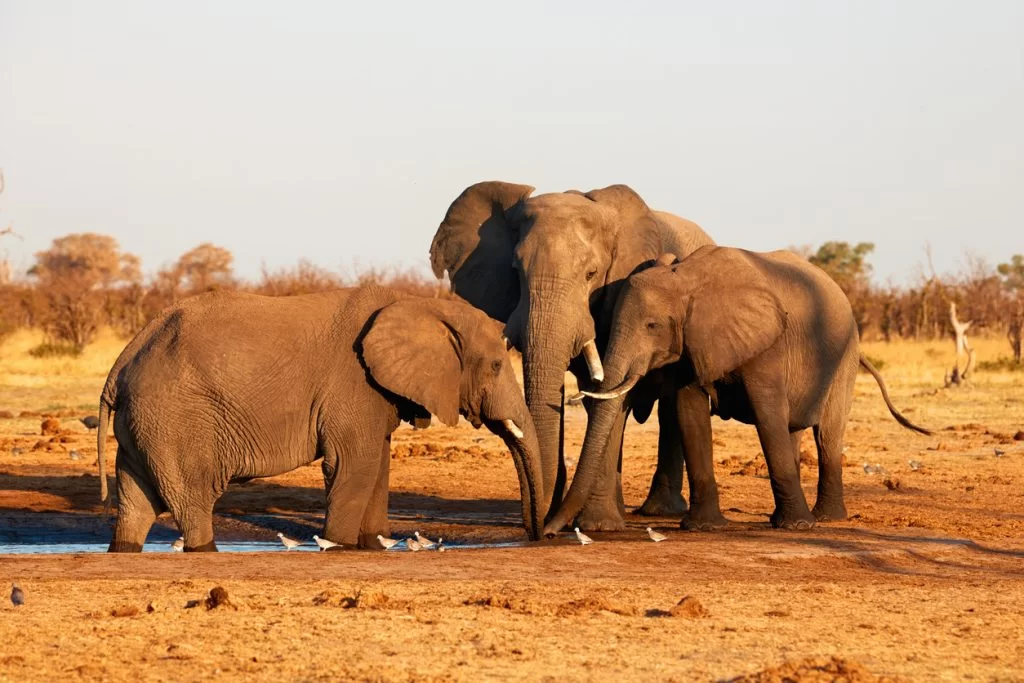 elephant botswana - La Voyagerie