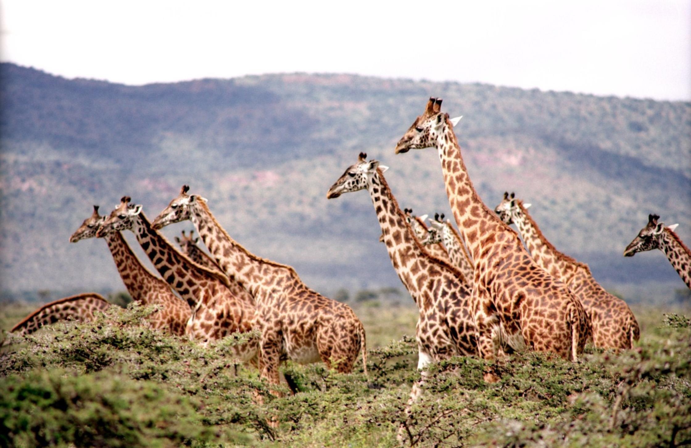 safaris girafe ouganda La Voyagerie