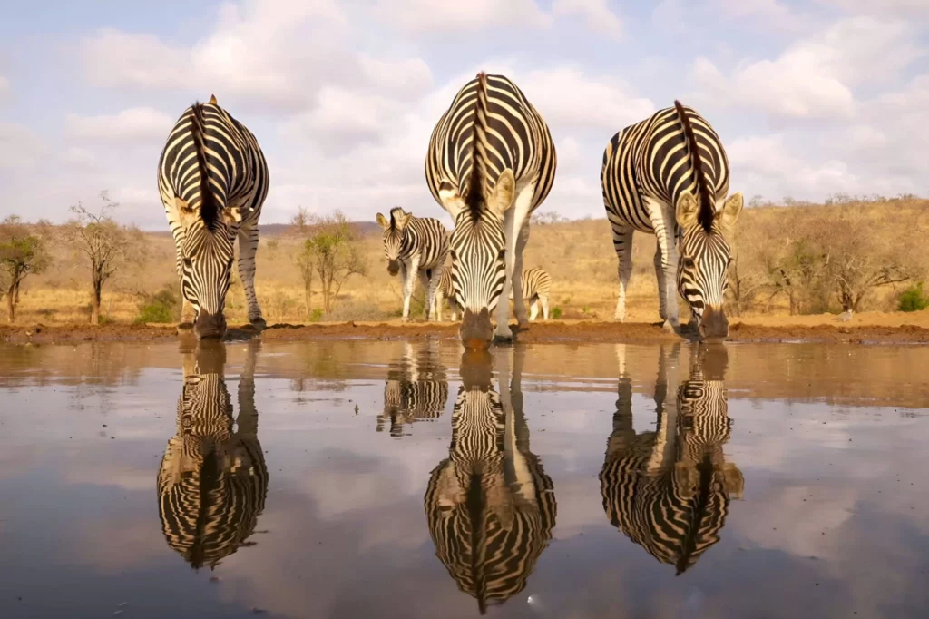 zèbres safari sur-mesure tanzanie La Voyagerie