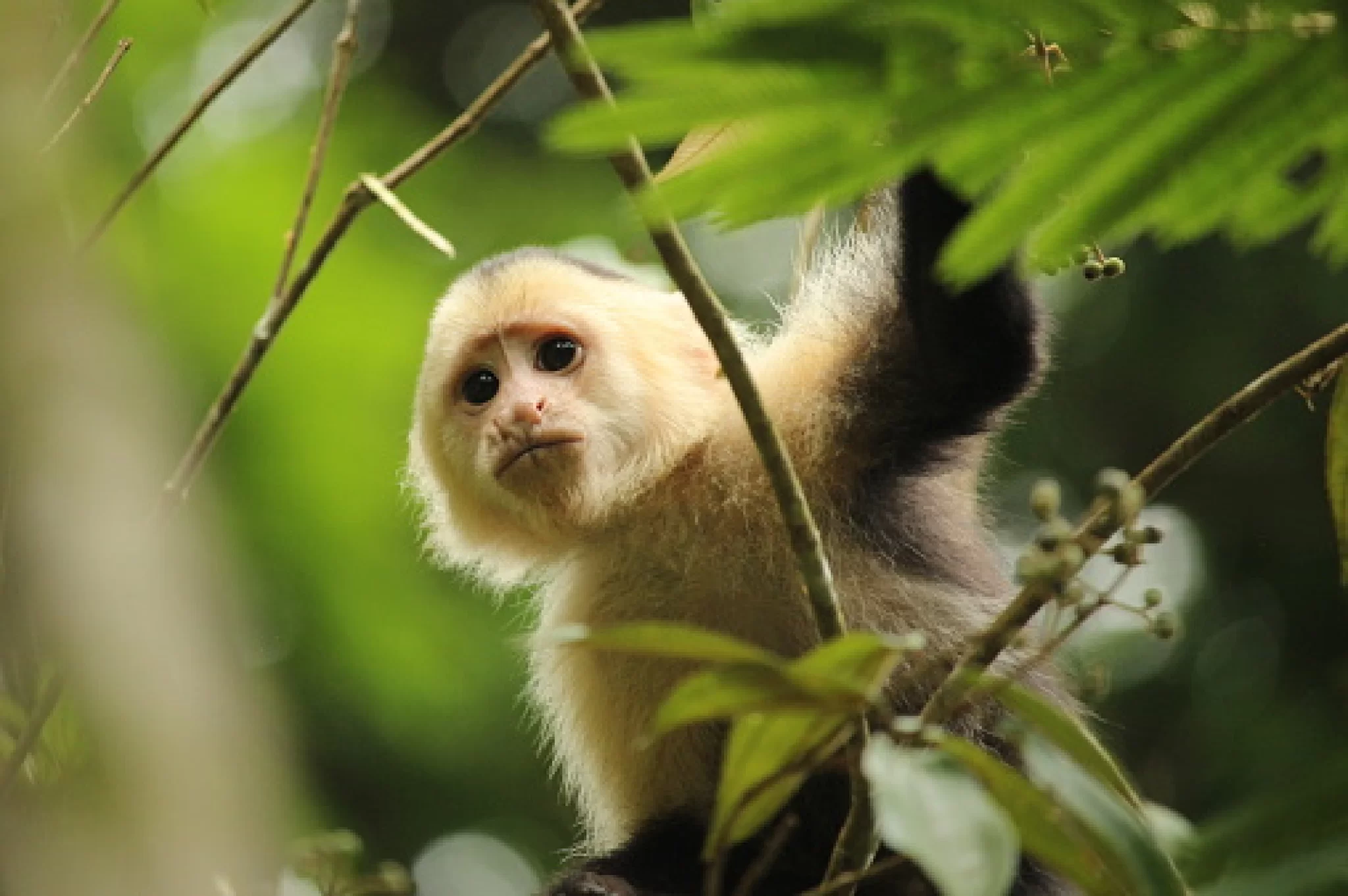 explorer les Capucins dans le parc national de Tortuguero, Costa Rica avec La Voyagerie