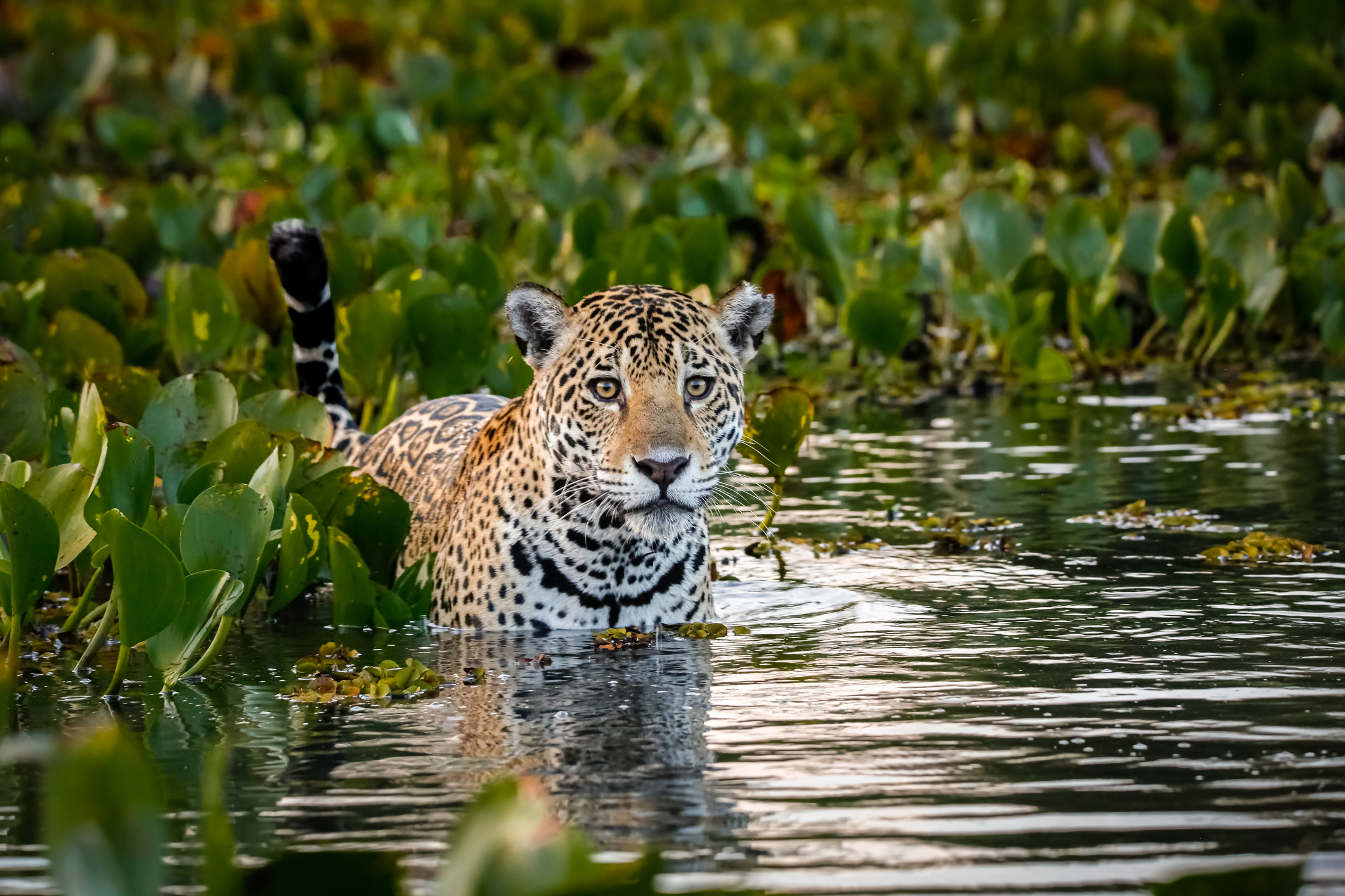 pantanal brésil safaris bateau La Voyagerie