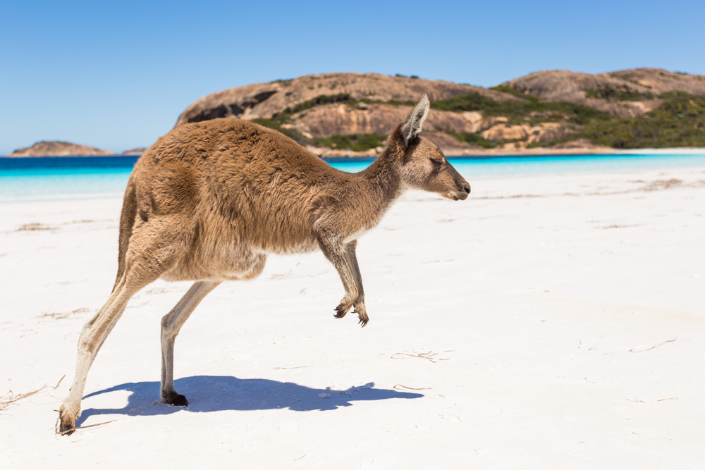 voir les kangourous en australie