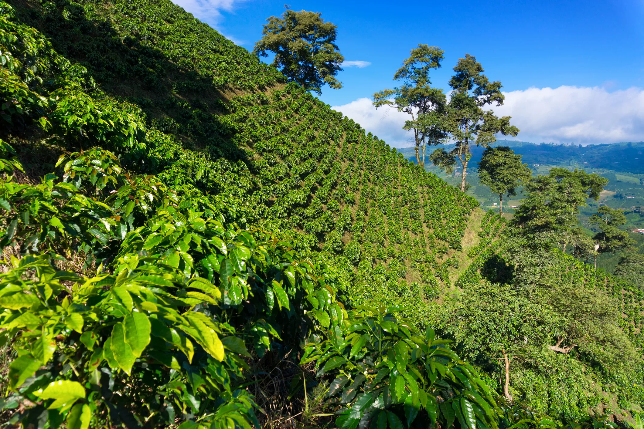 visiter la région du café en colombie