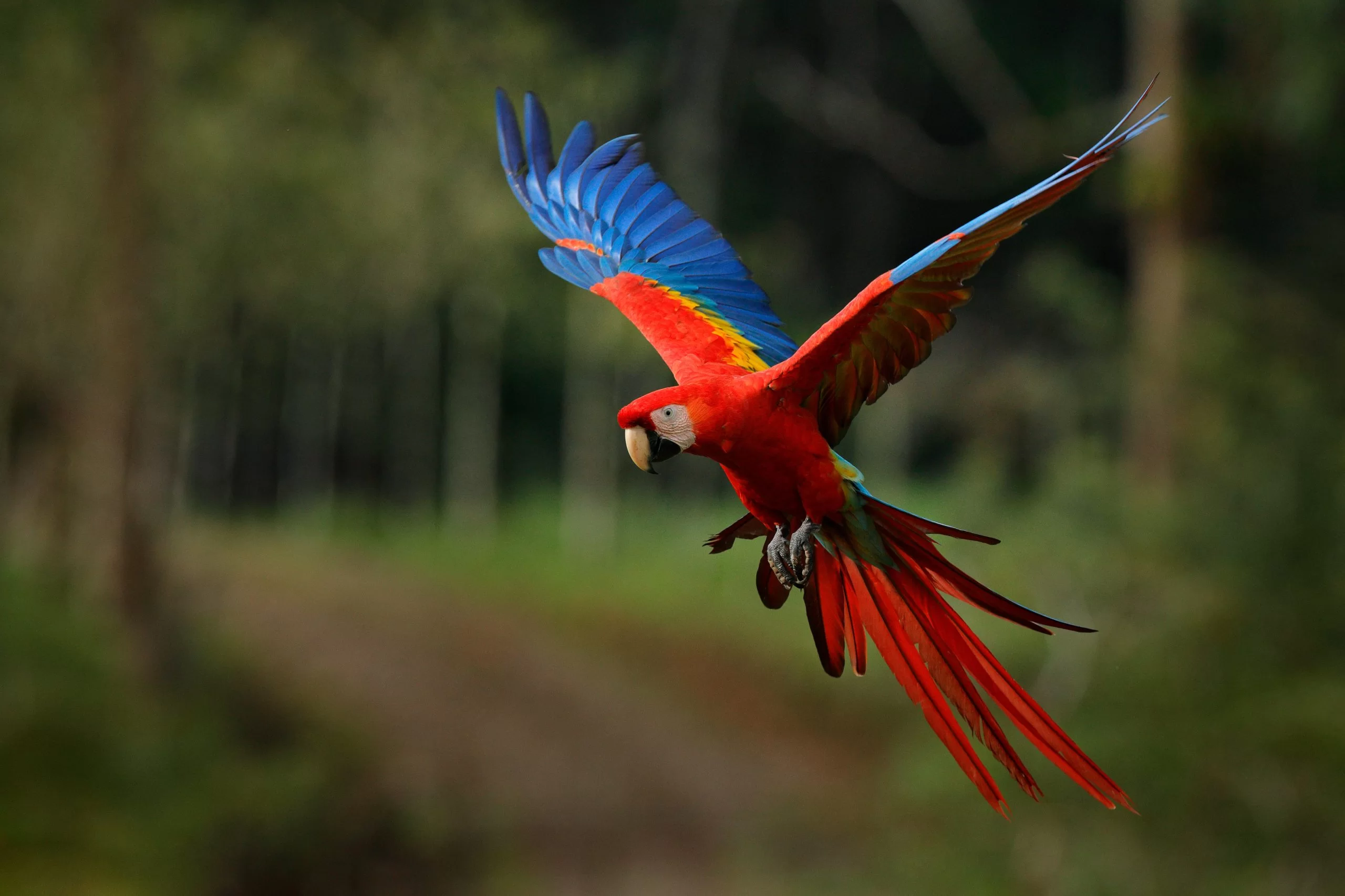 amazonie péruvienne excursion collpa Guacamayo perou