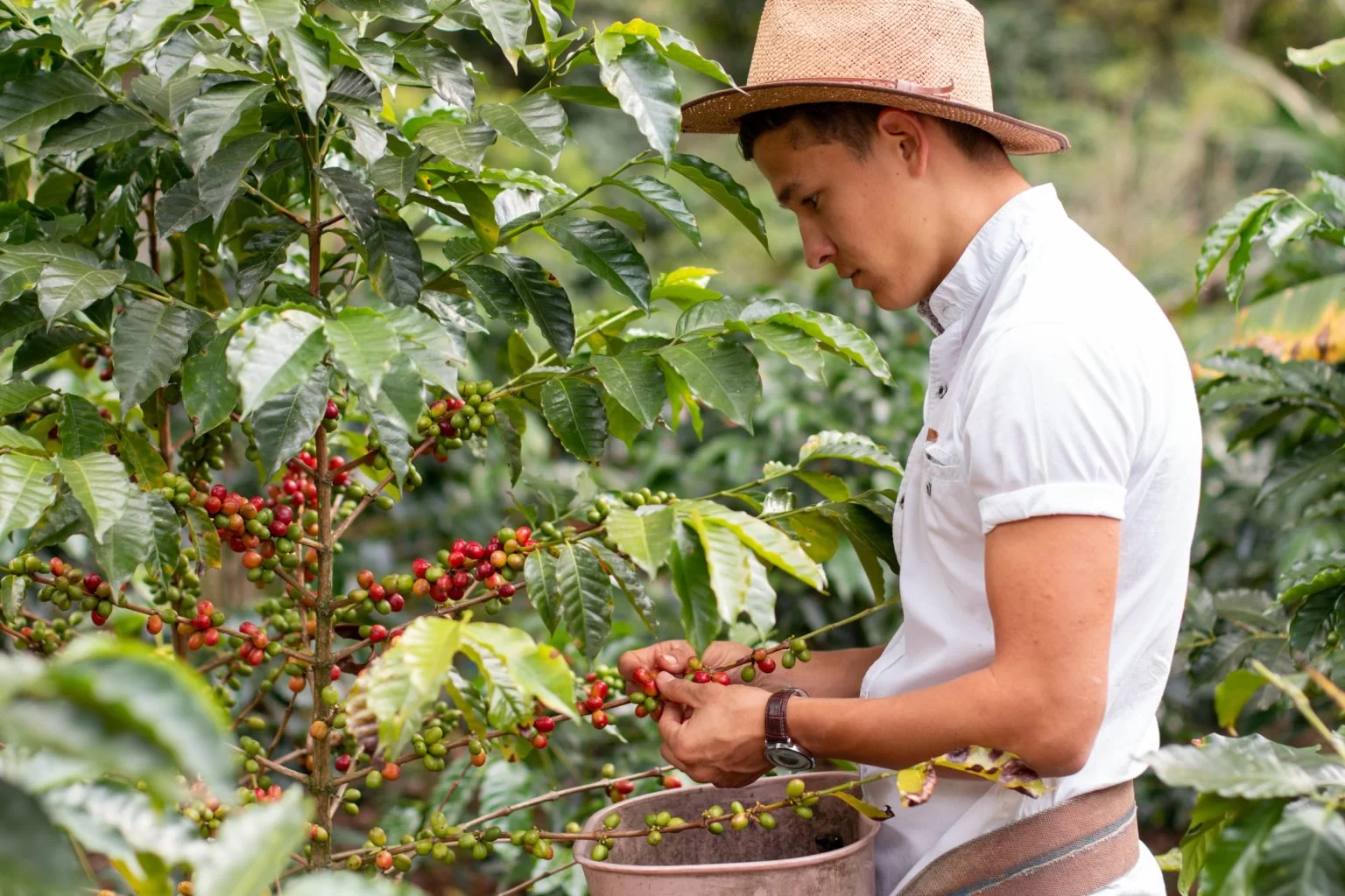 visiter une ferme de café en colombie