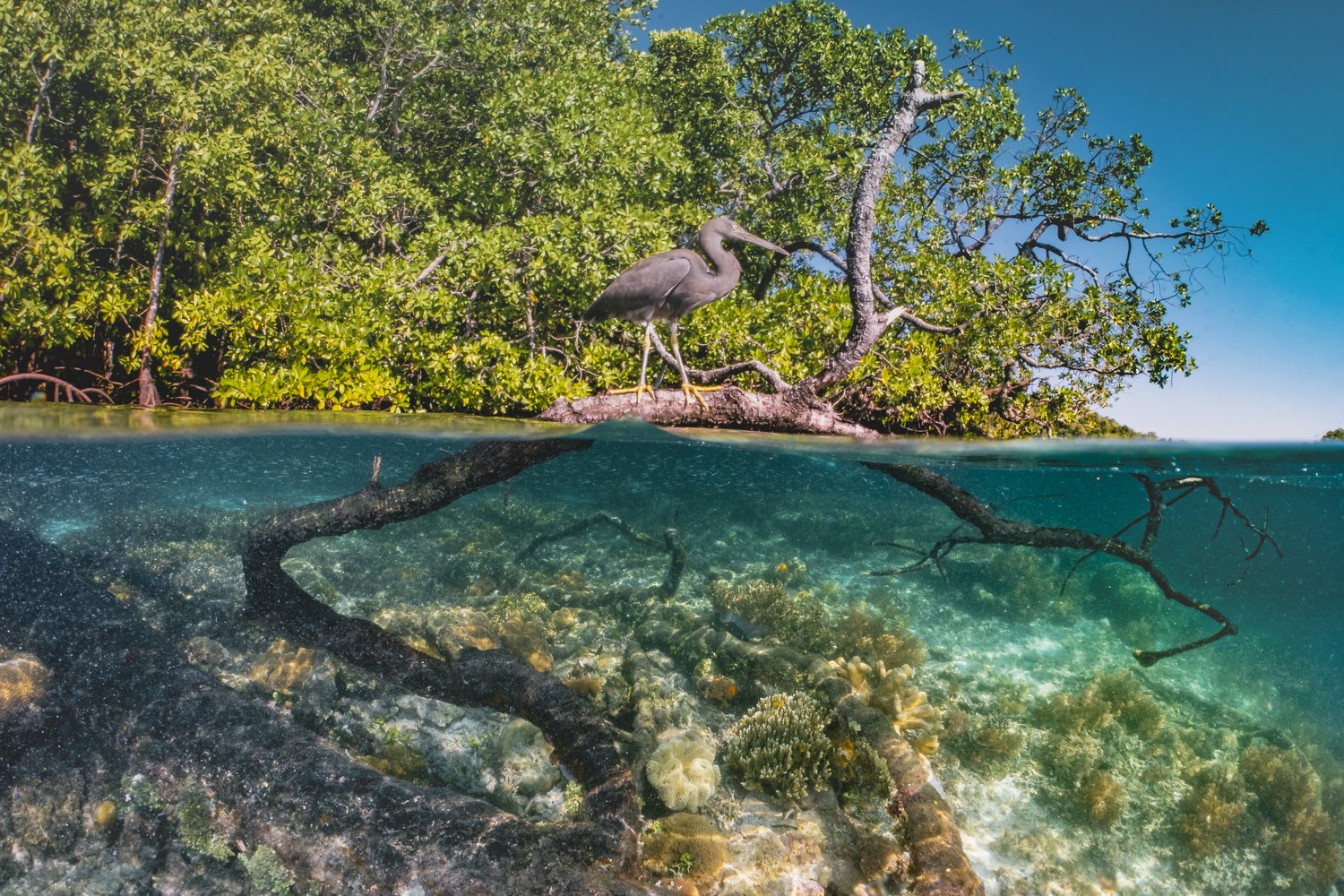 visiter les mangrives raja ampat indonésie