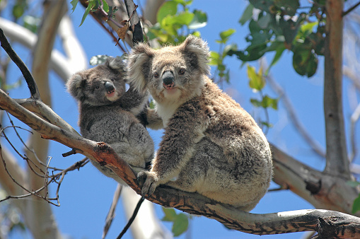 partir en australie tout savoir