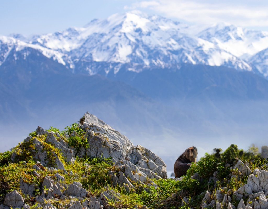 kaikoura nouvelle-zelande