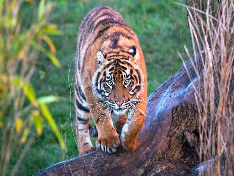 visiter sumatra indonésie