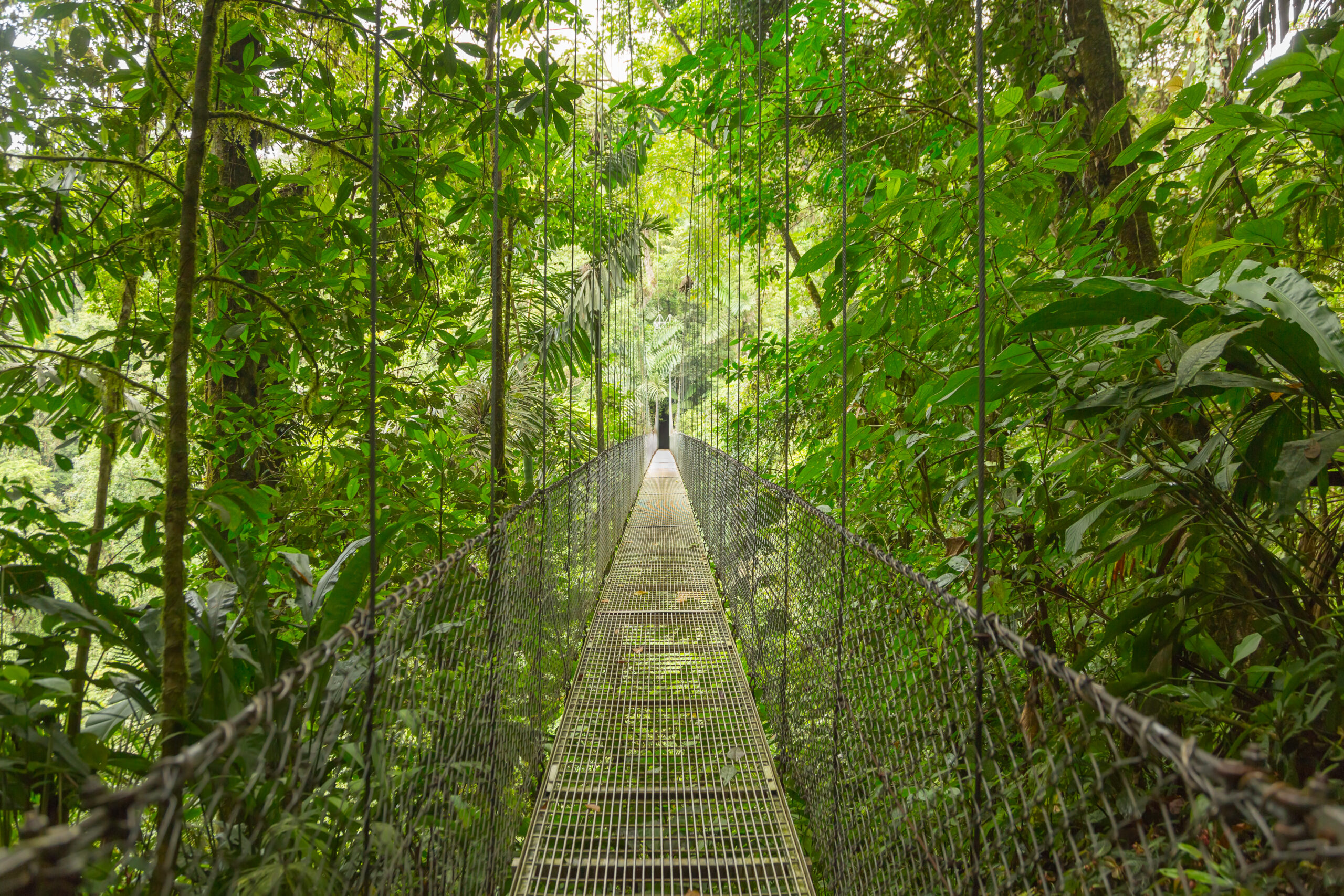 Suspended bridge, Costa Rica