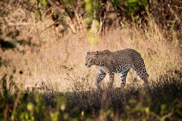 visite parc national de yala sri lanka