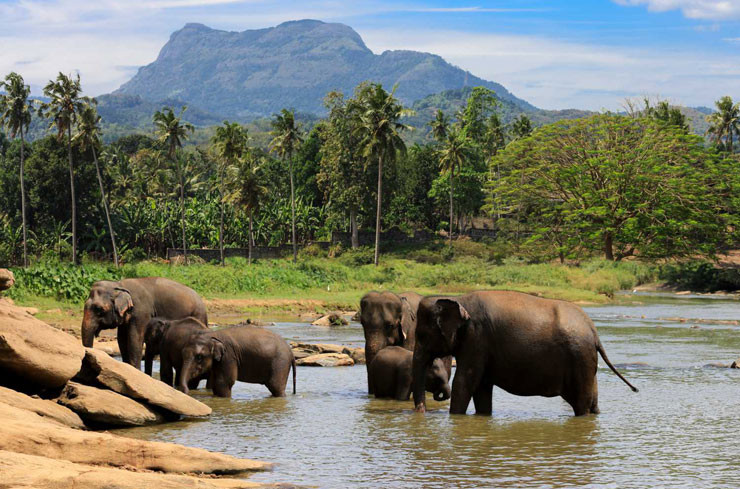 voyage au sri lanka avec agence