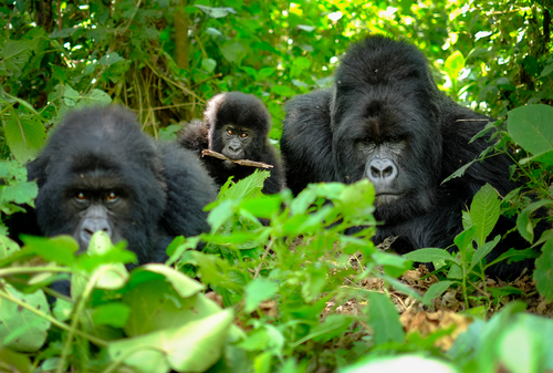 LA RENCONTRE AVEC LES GORILLES OUGANDA