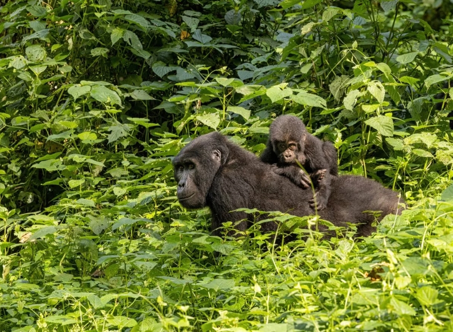 visiter Forêt de Bwindi ouganda