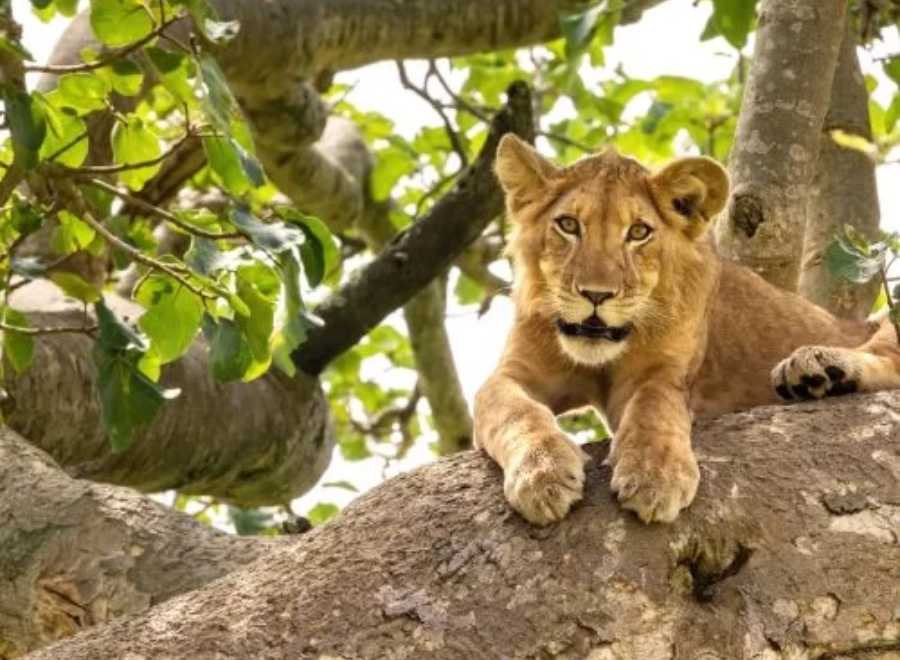 visiter Parc National Queen Elizabeth ouganda