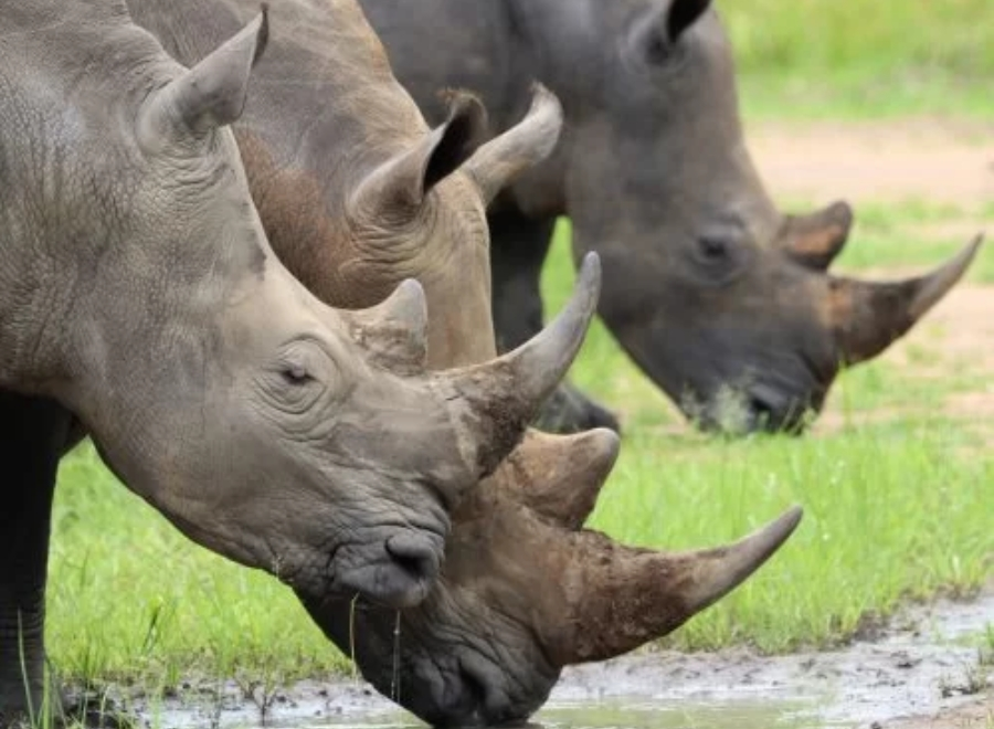 visiter Sanctuaire de Rhinocéros de Ziwa ouganda