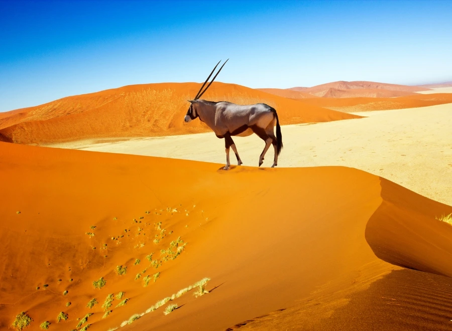 Explorer les dunes de Sossusvlei et Dead Vlei dans le désert du Namib