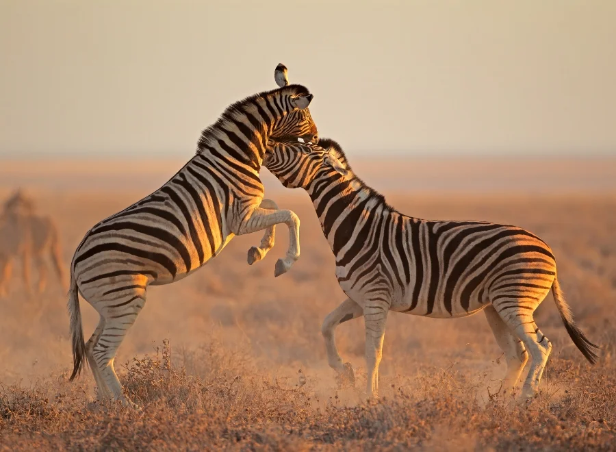 Faire un safari dans le parc national d’Etosha