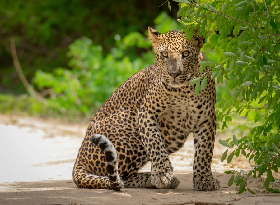 Partir en safari dans le parc national de Yala