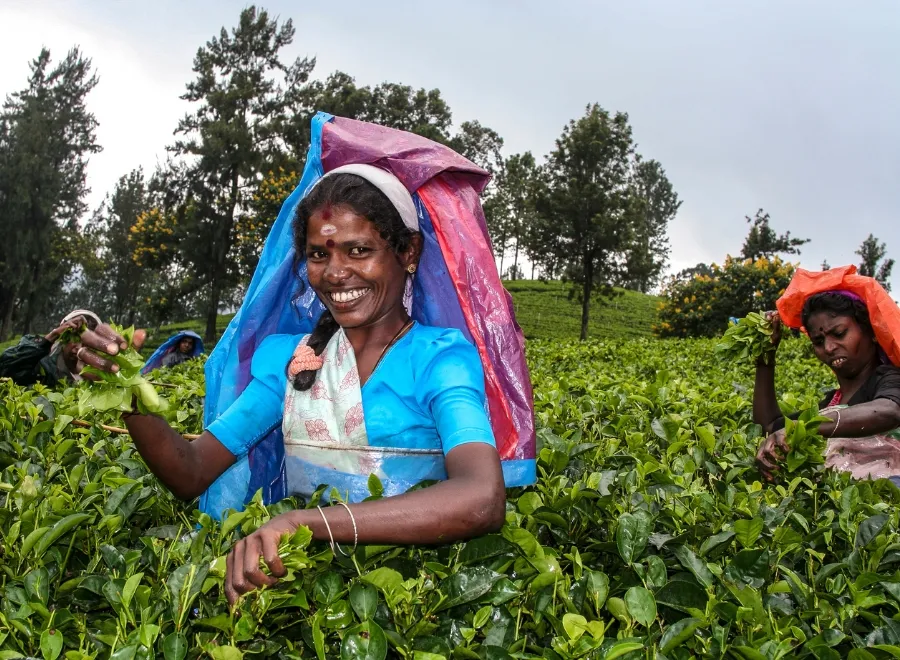 Randonner dans les plantations de thé de Nuwara Eliya
