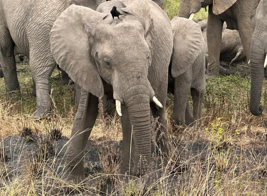 Ouganda 14 safari Le parc national Queen Elizabeth - elephant oiseau