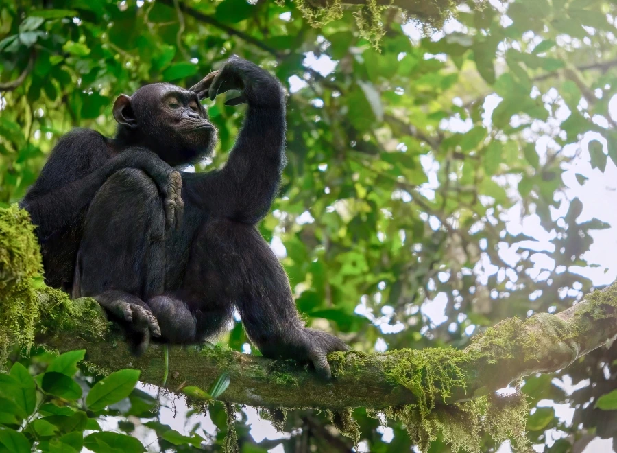 Ouganda 16 visiter Le parc de Kibale capitale des chimpanzés en Afrique