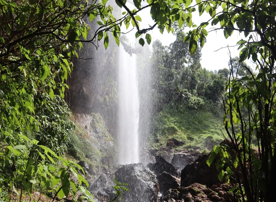 Ouganda 17 visiter Sipi Falls et Mont Elgon nature et rando