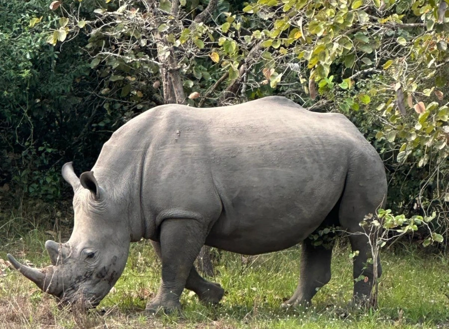 Ouganda 18 visiter Ziwa Rhino Sanctuary à pied avec les rhinocéros blancs