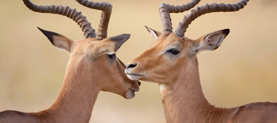 deux gazelles à etosha