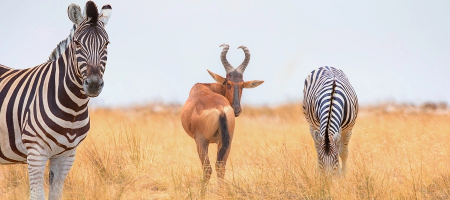 zèbres safaris à etosha