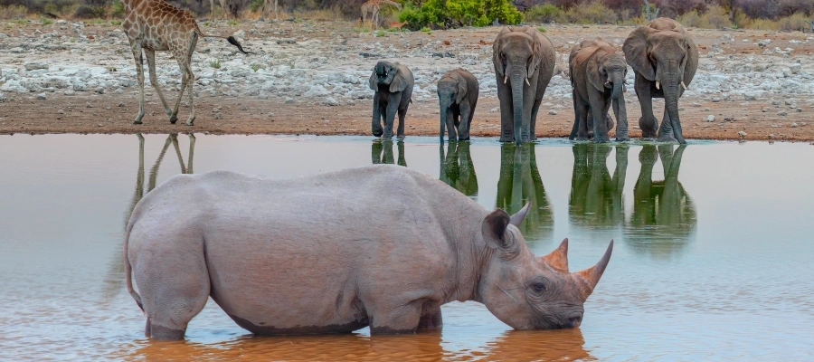 Rhinocéros et zèbres plateau de waterberg
