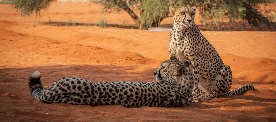 Jour 15 – Safari dans une reserve privee du plateau central