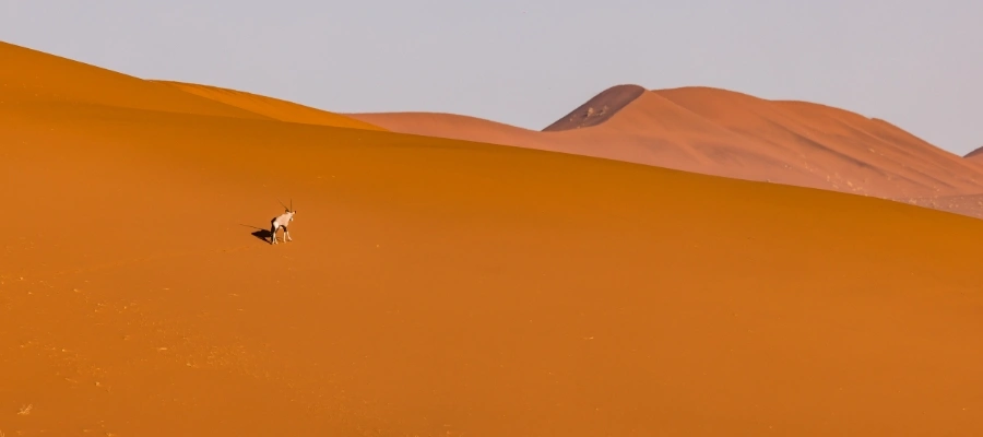 faune désert du namib