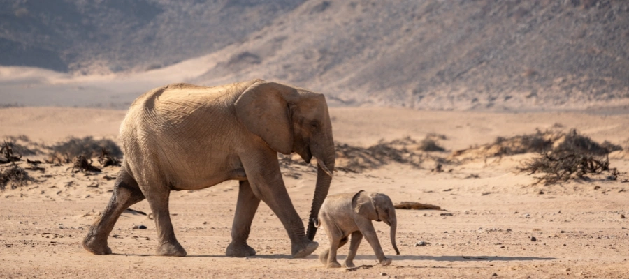 éléphants du désert namibie